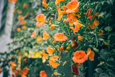 Close-up of orange flowering plant