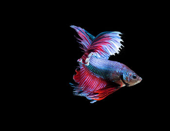 Close-up of insect over white background