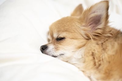 Close-up of a dog looking away