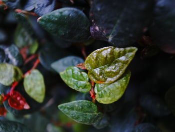 Close-up of wet leaves