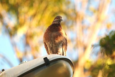 Close-up of bird perching outdoors