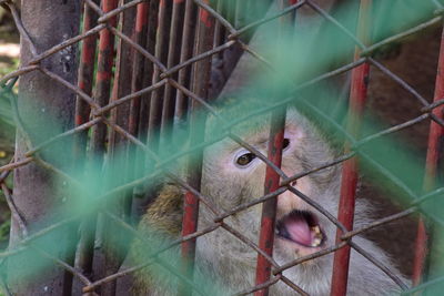 Full length of a cage