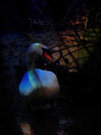 Bird in water