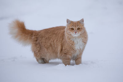 Portrait of white cat in snow