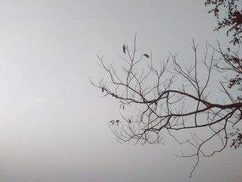 Low angle view of silhouette bare tree against clear sky