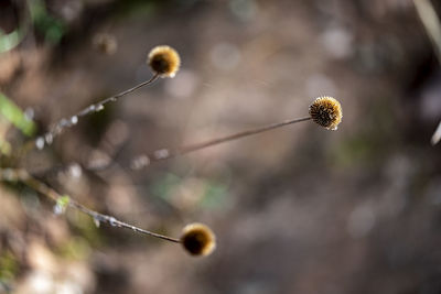 Close-up of flowering plant