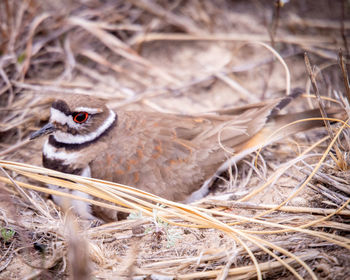 Close-up of bird in nest