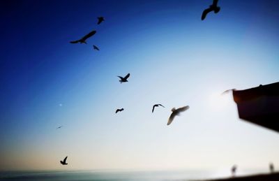 Low angle view of birds flying in sky