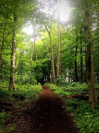 Sun shining through trees in forest