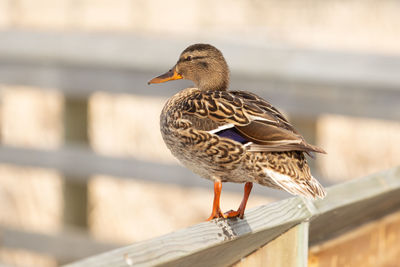 Duck perching on a railing