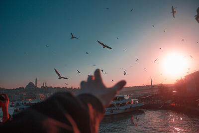 Cropped hand of person with birds flying over river in city