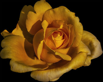 Close-up of yellow rose against black background