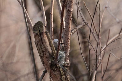 Close-up of plant