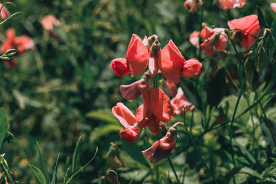 Close-up of red flowers blooming outdoors