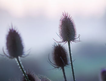 Close-up of thistle