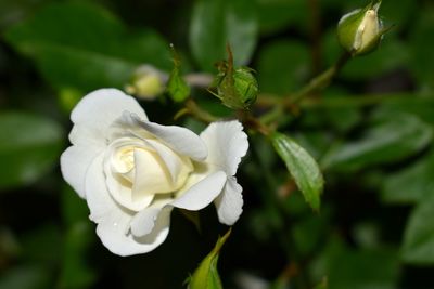 Close-up of white rose