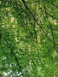 Low angle view of tree