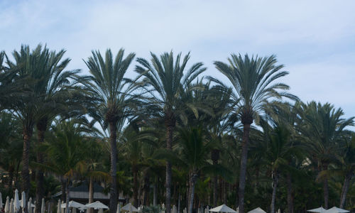 Low angle view of palm trees against sky