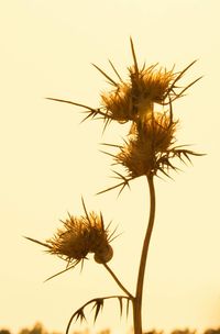 Close-up of plant against sunset