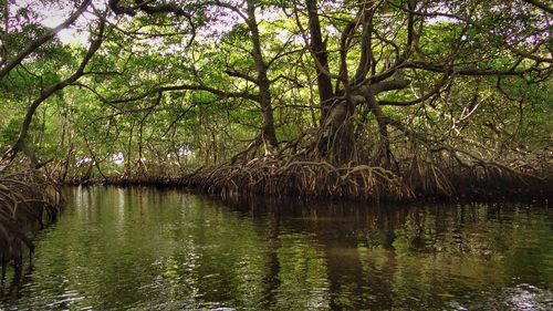 Scenic view of river in forest