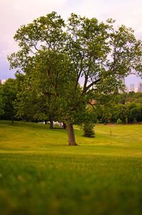 Trees on landscape against sky