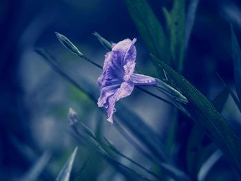 Close-up of purple flower