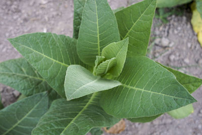 Close-up of green leaf