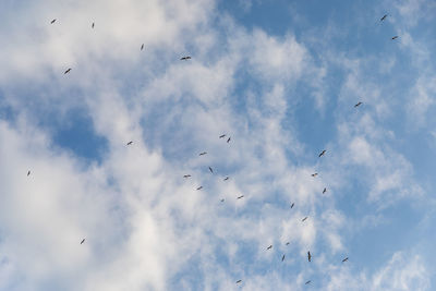 Low angle view of birds flying in sky