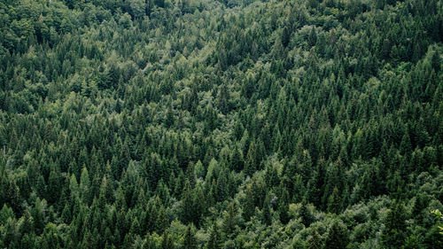 Full frame shot of pine trees in forest
