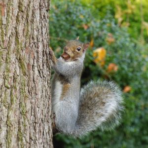 Close-up of squirrel on tree trunk