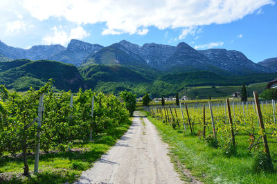 Scenic view of vineyard against sky