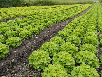 High angle view of lettuce growing on field