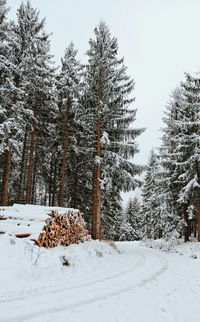 Trees on snow covered landscape against sky