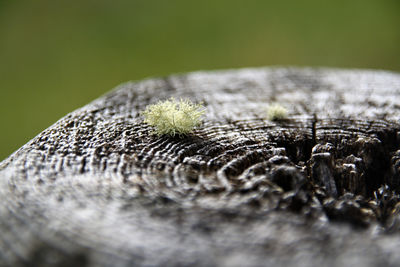 Close-up of tree stump