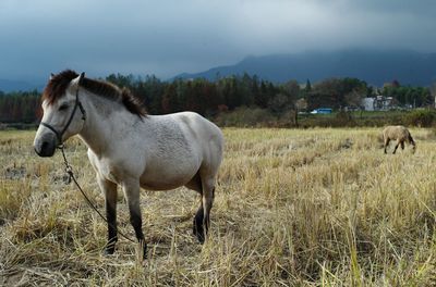 Horses standing on field against sky