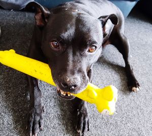 High angle portrait of dog with toy