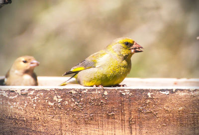 Close-up of birds perching on wood