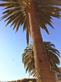 Low angle view of palm trees against clear sky