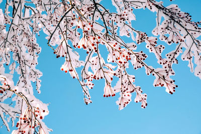 Frozen branches of an apple tree in snow against the sky, winter background