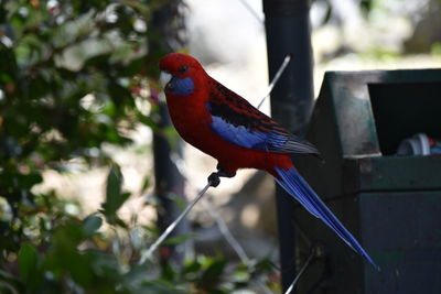 Close-up of parrot perching on branch