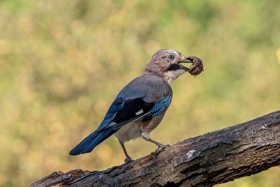 Close-up of bird perching on branch