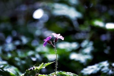 Close-up of pink flowering plant