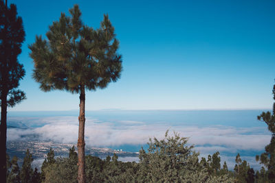 Trees on landscape against blue sky