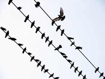 Low angle view of birds perching on metal against sky