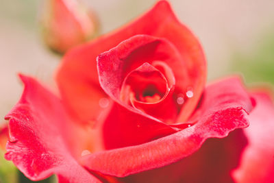 Close-up of pink rose blooming outdoors