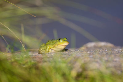 A beautiful common green water frog enjoying sunbathing in a natural habitat at the forest pond. 