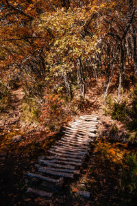 Footpath amidst trees in forest during autumn