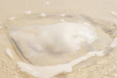 High angle view of ice cream in glass