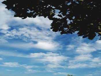 Low angle view of tree against sky
