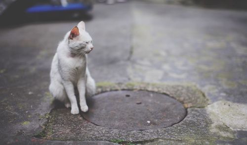 Cat sitting by manhole covered with lid